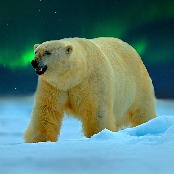 Heidi Kjeldsen Aurora Collection - Polar Bear