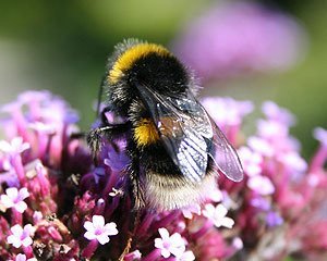 I have noticed nature more during lockdown - Bumblebees are the subject of some of my little lifts jewellery.