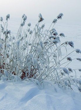 A Rutland Collection - Winter Jewels - Heidi Kjeldsen - Rushes